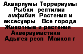 Аквариумы.Террариумы.Рыбки, рептилии, амфибии. Растения и аксесуары - Все города Животные и растения » Аквариумистика   . Адыгея респ.,Майкоп г.